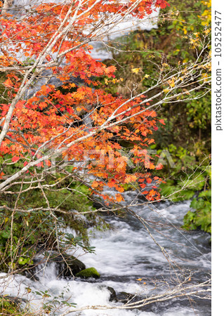 Autumn leaves of Akan River in Akan-Mashu National Park, Hokkaido 105252477