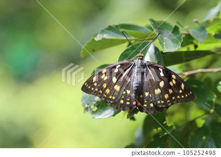 飛翔前的巨型紫色♀ 105252498