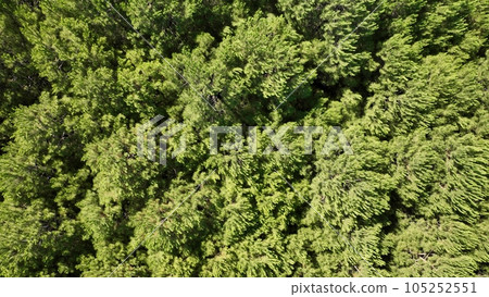 full aerial view of botanical trees full aerial view of botanical trees 105252551