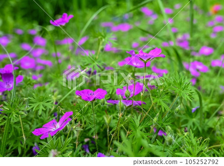 Pink geranium flower on green leaves background Pink geranium flower on green leaves background 105252792