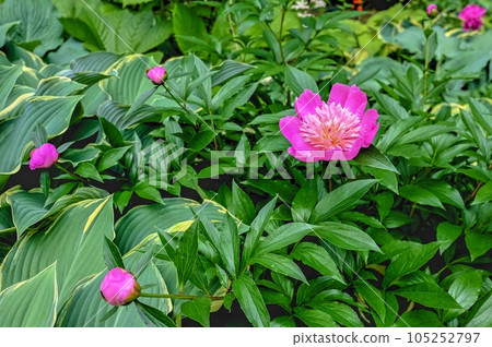 Pink Princess Margaret peony flower on green leaves background Pink Princess Margaret peony flower on green leaves background 105252797