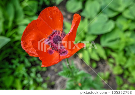 Red poppy flower on green leaves background Red poppy flower on green leaves background 105252798