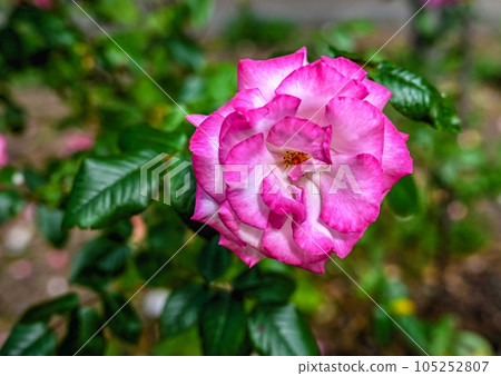 Pink Sharifa Asma rose flower on green leaves background Pink Sharifa Asma rose flower on green leaves background 105252807