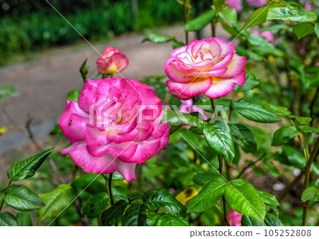 Pink Sharifa Asma rose flower on green leaves background Pink Sharifa Asma rose flower on green leaves background 105252808
