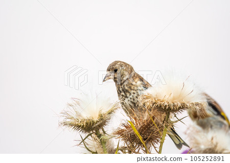 European goldfinch with juvenile plumage, feeding on the seeds of thistles. Carduelis carduelis. 105252891