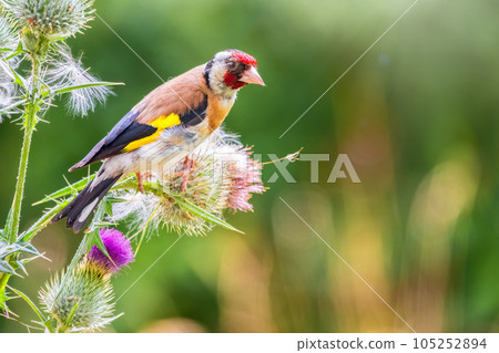 European goldfinch, feeding on the seeds of thistles. Carduelis carduelis. 105252894