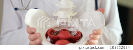 The doctor's hands hold a pelvic model, close-up 105252924
