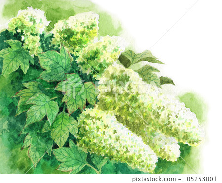模擬水彩繡球花 105253001