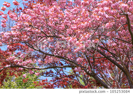 海道壯瞥町壯瞥公園，重瓣櫻花優雅綻放 [5月] 105253084