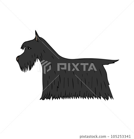 Vector hand drawn Scottish terrier silhouette 105253341