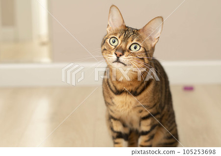 Animal. Beautiful red leopard bengal cat plays with rubber bands in the home interior. Beige background. Concept. Flashmob Ukraine. Animal. Beautiful red leopard bengal cat plays with rubber bands in the home interior. Beige background. Concept. Flashmob Ukraine. 105253698