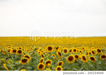 Sunflower in full bloom, vibrant yellow, in a field, space for text. 105254049
