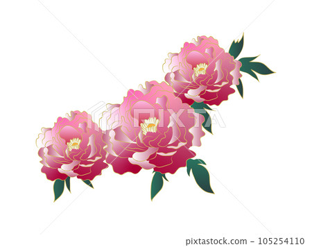 美麗的牡丹花，粉紅色漸變 105254110