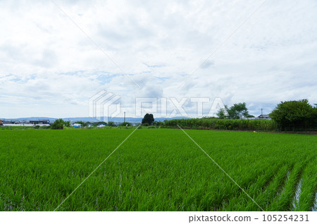 夏天的稻田，稻穀在風中搖曳，農業 105254231