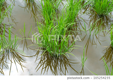 paddy field in summer, rice swaying in the wind, agriculture 105254235