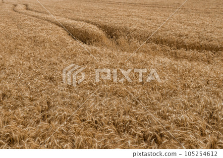 The backdrop of ripening ears of the yellow wheat field.Rich harvest Concept. Wheat field with ears of golden wheat close up. Beautiful Agricultural Field Sunset Landscape. 105254612