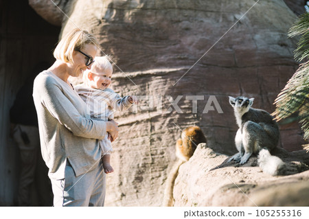 Caucasian blonde mother holding her infant baby boy child in her lap watching ring-tailed lemur in zoo. Happy family having fun with animals in safari park on warm spring day Caucasian blonde mother holding her infant baby boy child in her lap watching ring-tailed lemur in zoo. Happy family having fun with animals in safari park on warm spring day 105255316