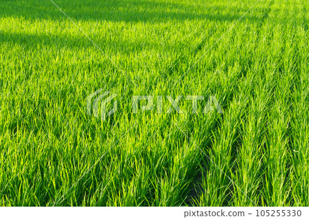 夏天,夕陽照亮的稻苗 夏天,夕陽照亮的稻苗 105255330