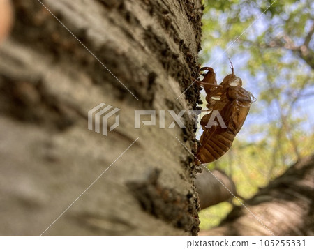 一棵蟬的脫落困在一棵樹上 105255331