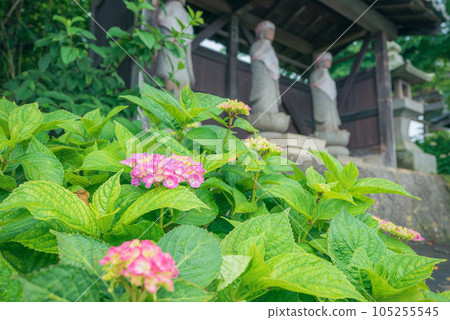 Hosenji Hydrangea [Matsumoto City] 105255545