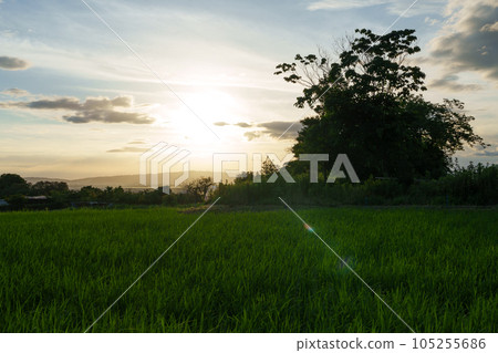 夏天,夕陽照亮的稻苗 夏天,夕陽照亮的稻苗 105255686