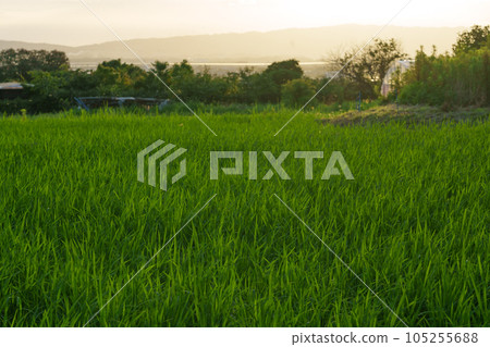 夏天,夕陽照亮的稻苗 夏天,夕陽照亮的稻苗 105255688