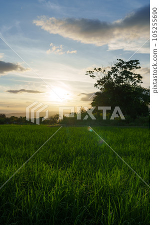 夏天,夕陽照亮的稻苗 夏天,夕陽照亮的稻苗 105255690