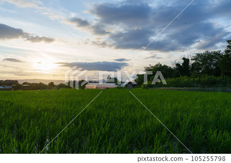 Rice fields at dusk, summer, agriculture, dragonflies flying around Rice fields at dusk, summer, agriculture, dragonflies flying around 105255798