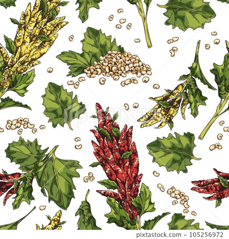 Seamless pattern with hand drawn colorful quinoa plants and grains sketch style 105256972