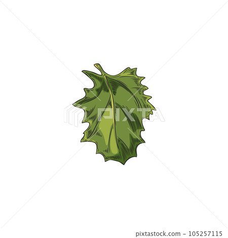 Green leaf of quinoa plant, hand drawn sketch vector illustration isolated on white background. 105257115