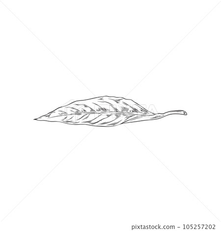 Sesame plant leaf for spices labels and food pack, sketch vector isolated. 105257202