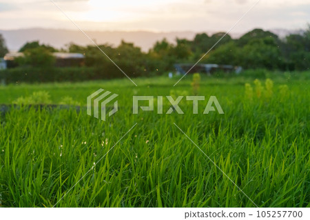 夏天,夕陽照亮的稻苗 夏天,夕陽照亮的稻苗 105257700