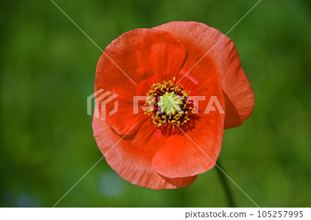 orange poppy flower 105257995