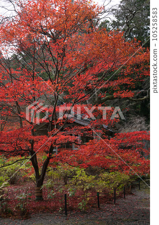 Autumn leaves of Komagane Kozenji Temple 105258583