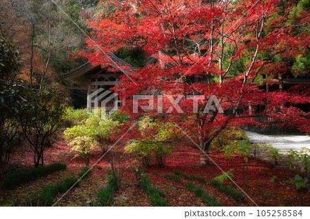 駒根光善寺的秋葉 105258584