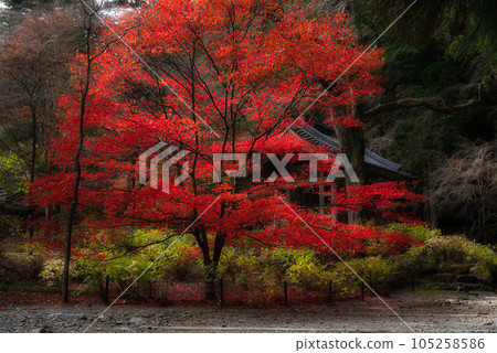 Autumn leaves of Komagane Kozenji Temple 105258586