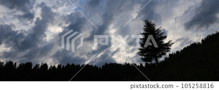 Outlines of a pine and moody sky. 105258816