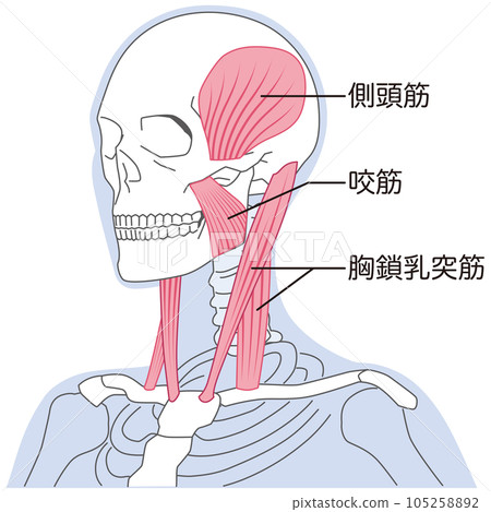 頸部和下頜肌肉結構 胸鎖乳突肌 105258892