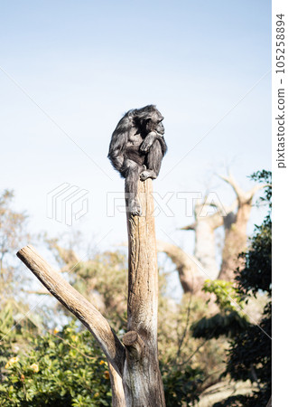 Chimpanzee sitting on the top of tree trunk in thoughtful humal like pose observing the world around him. 105258894