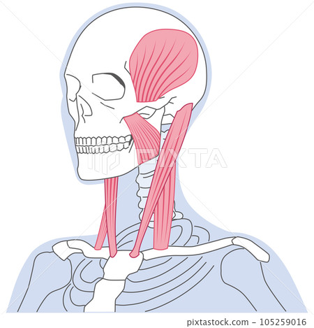 Neck and jaw muscle structure Sternocleidomastoid muscle 105259016
