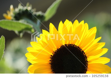sunflower	 105259138