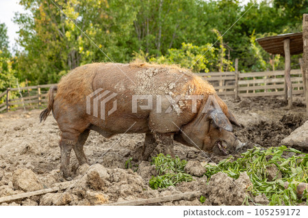 Pig of the mangalica breed 105259172