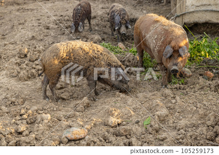 Mangalica Hungarian breed of domestic pigs 105259173