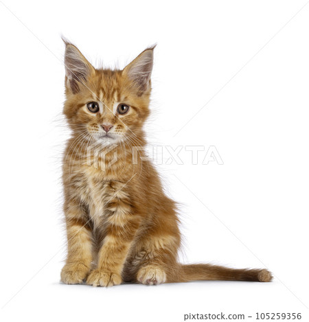 Maine Coon cat kitten on white background Maine Coon cat kitten on white background 105259356