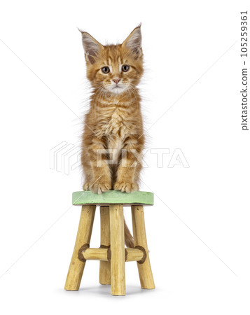 Maine Coon cat kitten on white background 105259361