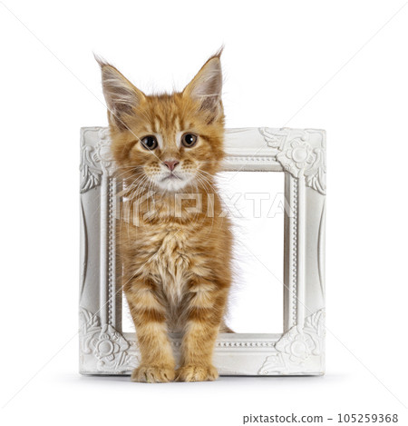 Maine Coon cat kitten on white background 105259368