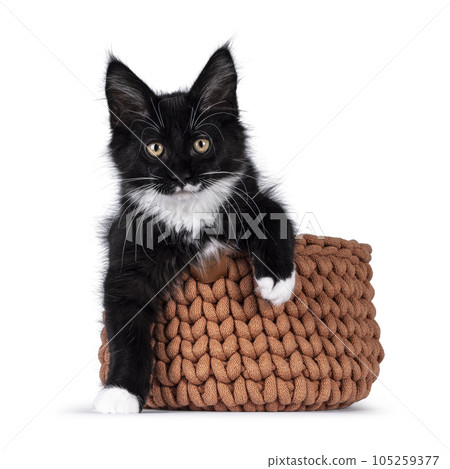 Maine Coon cat kitten on white background Maine Coon cat kitten on white background 105259377