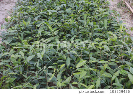 Monoon longifolium tree plant on farm 105259426