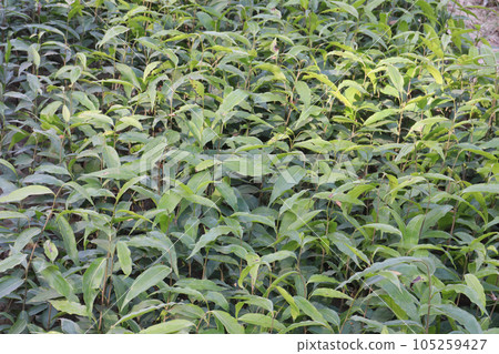 Monoon longifolium tree plant on farm 105259427