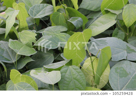 Pterygota alata tree plantation on farm 105259428